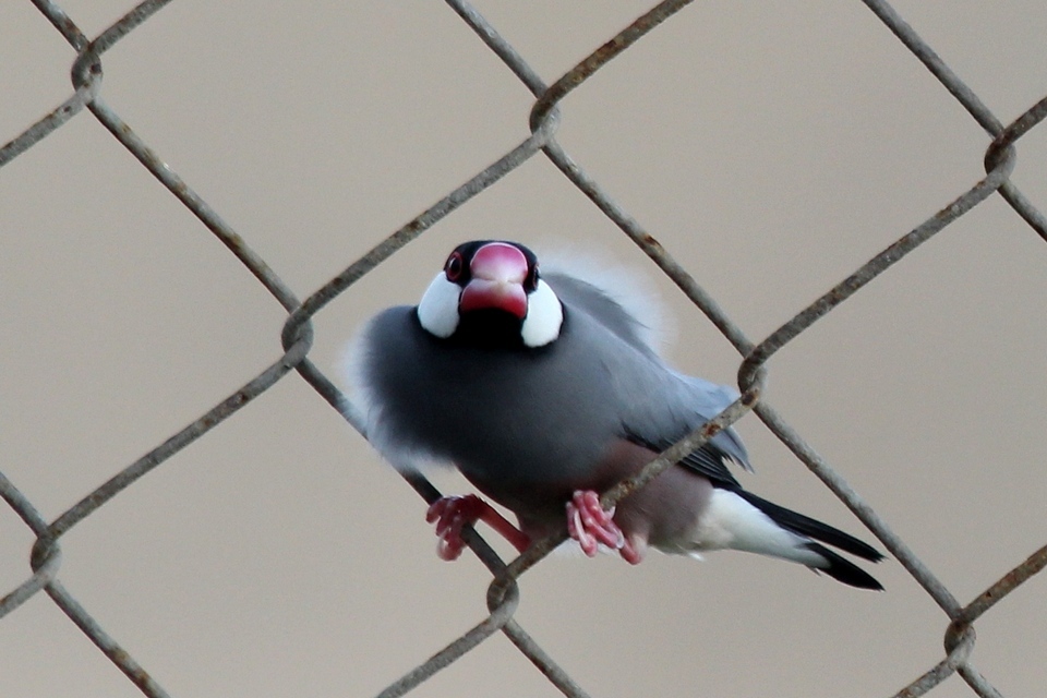 Java Sparrow (Lonchura oryzivora)